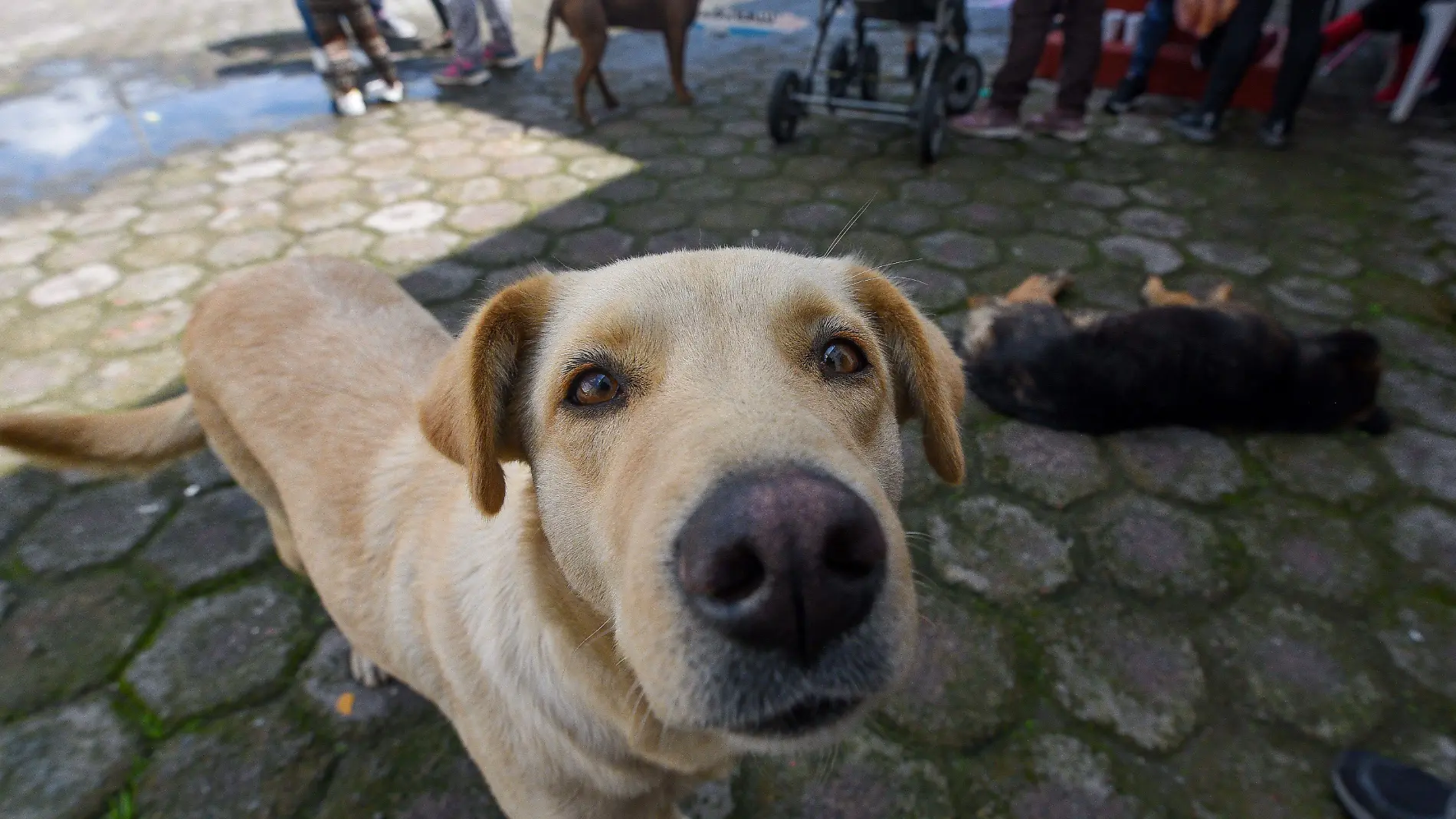 Quirófano Móvil-Perros-Portada